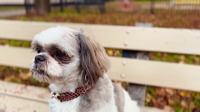 A Shih Tzu dog wearing a collar sits close to a beige bench on a cold autumn day, looking around. Walking a pet