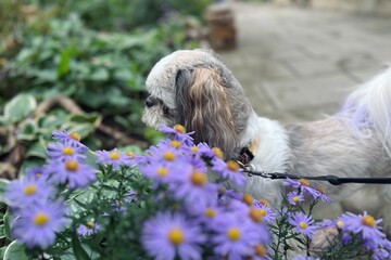 Cute small dog sniffing blooming purple flowers along a garden path. Peaceful nature scene with shallow depth of field and cozy seasonal atmosphere. Pet dog enjoying a quiet walk in the garden, gently