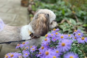 Small dog on a leash exploring purple garden flowers during a calm outdoor walk. Soft natural light, autumn mood and blurred greenery in the background.
