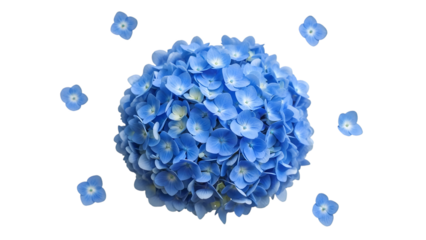 Blue hydrangea flowers with smaller flowers floating around isolated on a transparent background blue flowers