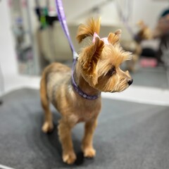 Yorkshire Terrier dog after grooming with a pink bow after a haircut and bath stands on a grooming table against a mirror. Pet hygiene. Short dog muzzle trim style.