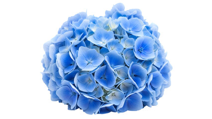 Blue hydrangea flower on transparent background isolated on a transparent background bloom petals