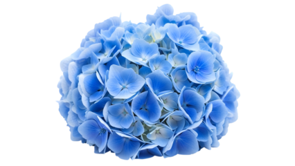 Blue hydrangea flower on transparent background isolated on a transparent background bloom petals