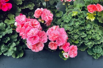 Close-up of blooming pelargoniums in  bicolor pink-red varieties against lush foliage.