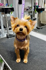 A Yorkshire Terrier dog with a pink bow after a haircut and bath stands on a grooming table. Pet hygiene. Short dog muzzle trim.