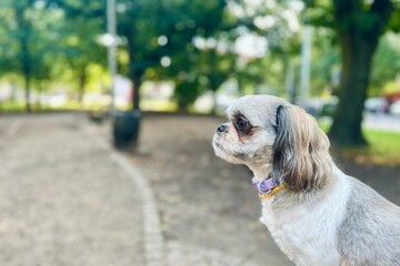 Cute Shih Tzu puppy sitting on a park path with blurred green background, ideal for animal lover blogs or pet portraits. Park, copy space 