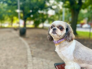 Adorable small dog with fluffy fur and purple collar looking aside in a sunny park, perfect for pet photography. Copy space 
