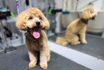 Small maltipoo dog with a teddy bear haircut in a modern grooming salon. The dog looks happy and relaxed, showing professional pet grooming and animal care environment.