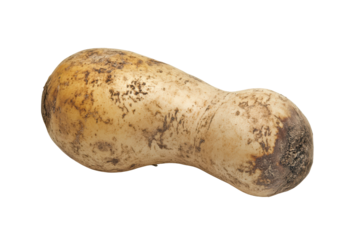 Butternut squash vegetable isolated on transparent background. Fresh butternut isolated on white background.