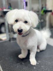 Small fluffy white dog after grooming session, sitting calmly on a grooming table. Fresh haircut highlights pet care, animal hygiene, and dog grooming industry.