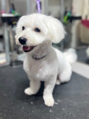 Adorable white companion dog with a teddy bear style haircut photographed indoors at a grooming salon. Well-groomed pet showing hygiene, care, and professional grooming services.
