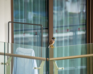 Tropical myna bird perched on a transparent glass balcony of a luxury hotel, concept of eco-tourism and wildlife within modern urban architecture at a seaside resort destination.