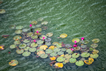 Pink water lilies and green lily pads on a lake surface in a tropical park, blooming lotus on water, natural background for meditation and oriental style design at a resort.