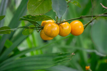 Ripe orange mandarins on a tree branch in a tropical garden, juicy calamondin citrus fruits against dense green foliage background, concept of organic farming and fresh harvest.