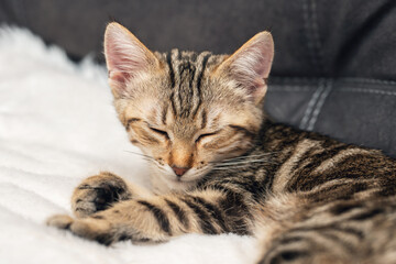 Close-up of a sleeping kitten on a soft blanket in a cozy home environment