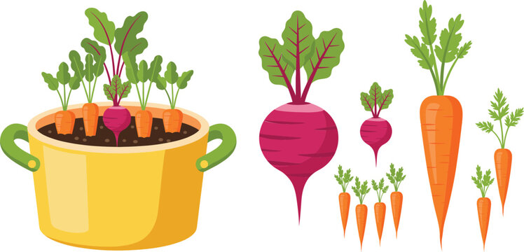 Root vegetable vector illustration featuring carrots and beets growing in soil, fresh harvest produce for gardening, farming, and healthy food concepts