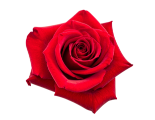 single red rose isolated on a transparent or white background, png