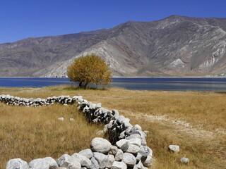 scenic landscape in ladakh : stone wall and willow tree by pangong lake in the himalayas mountains © Etoilepolaire