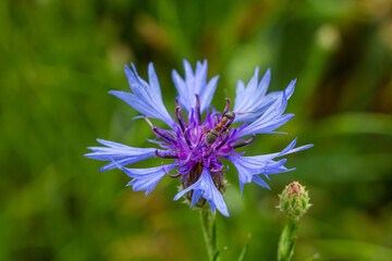 Centaurea cyanus is the common cornflower in our fields