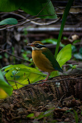 Observing Indian Pitta in the Wild
