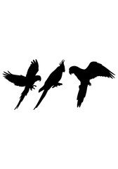 Obraz premium Parrot bird animal vector, parrot animal creative art, parrot silhouettes, parrot vector design isolated