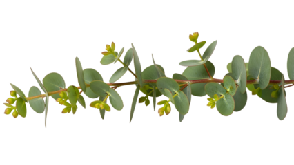 Eucalyptus branch with green leaves and small yellow flowers isolated on a transparent background plant