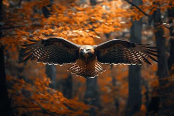Red tailed buzzard with outstretched wings flying in autumn forest bird of prey raptor wings outstretched