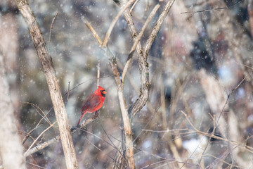 Male Cardinal Perched on a Branch in a Snow Storm