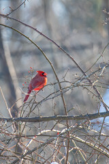 Male Cardinal Sings on a Cold Winter Morning