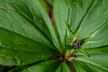 Very poisonous plant Raven's eye four-leaf Paris quadrifolia also known, berry or True Lovers Knot growing in the wild in a forest