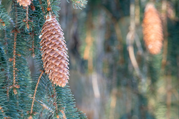 Closeup of a Pinecone on an Evergreen Tree