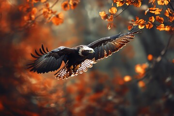 Brown and white eagle soaring with outstretched wings in autumn forest with orange foliage bird of prey