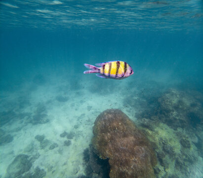 View of a vibrant yellow and black striped fish glides through the crystal-clear turquoise waters above a textured seabed, Phi Phi Island, Ao Nang, Krabi, Thailand.