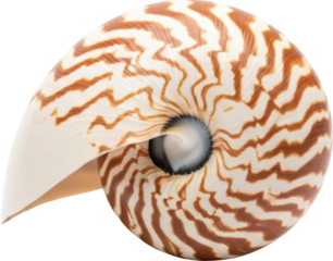 Chambered Nautilus Shell Isolated