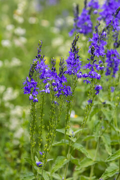 Veronica spicata spiked speedwell syn. Pseudolysimachion spicatum is a species of flowering plant in the family Plantaginaceae