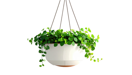 A vibrant, cascading, green leafy vine plant hangs in a white, geometric planter, suspended by dark cords against black
