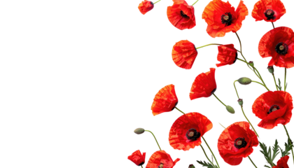 A vibrant cluster of red flowers with dark centers and green stems gracefully frames a black backdrop, a natural design