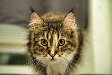 portrait of a cat main coon © Hans Steen-Kiel
