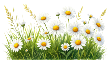 Illustration of white daisy-like flowers with yellow centers and green foliage, against a transparent background