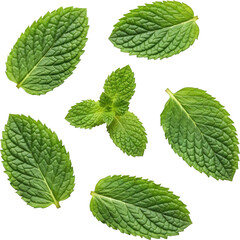 Scattered Fresh Mint Leaves