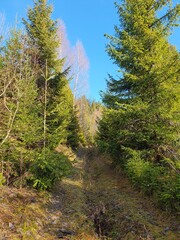 Fototapeta premium Young fir trees grow in the middle of a dense coniferous forest, the ground is covered in pure white snow in some places
