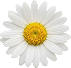 Blooming White Daisy Flower