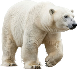 Polar Bear Walking Profile