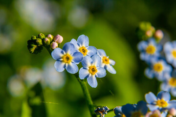 Myosotis scorpioides true or water forget me not. Turkish name Unutma beni cicegi
