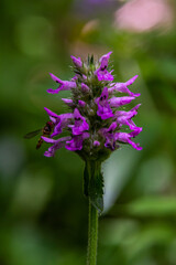 Betonica officinalis Stachys officinalis, commonly known as common hedgenettle, betony, wood betony, bishopwort, or bishop's wort, is a species of flowering plant in the family Lamiaceae