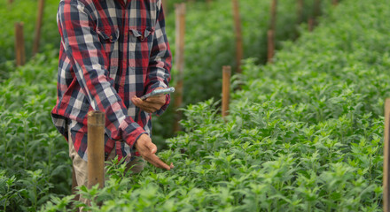 Professional male inspecting sustainable produce, kneeling and smiling while working long hours, caring for earth, planting rows, improving productivity, nourishment.