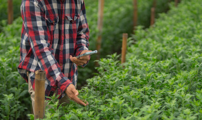 Obraz premium Professional male inspecting sustainable produce, kneeling and smiling while working long hours, caring for earth, planting rows, improving productivity, nourishment.