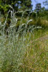 A type of wormwood grows in the wild - Artemisia marschalliana