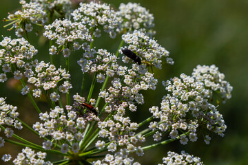 Daucus carota known as wild carrot blooming plant