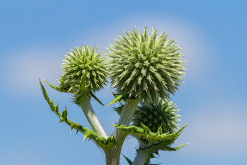 In the wild, the honey plant echinops sphaerocephalus blooms